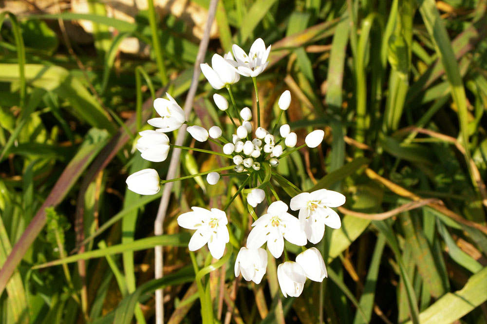 Allium cfr. neapolitanum  e Allium triquetrum